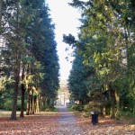 long avenue of trees in the park