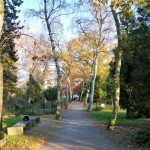 avenue of trees in the park