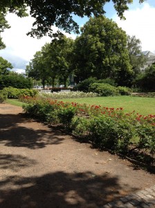 The beautiful roses at the Rosengarten—You can almost smell them