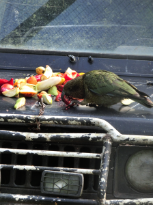 Another Kea, having lunch 