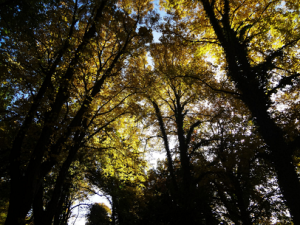 The lime trees from an ant's perspective 