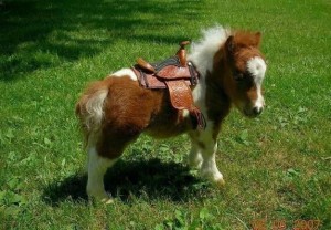 Very little pony